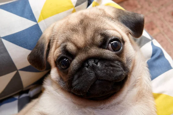 Cupcake adında bir köpek yavrusu..