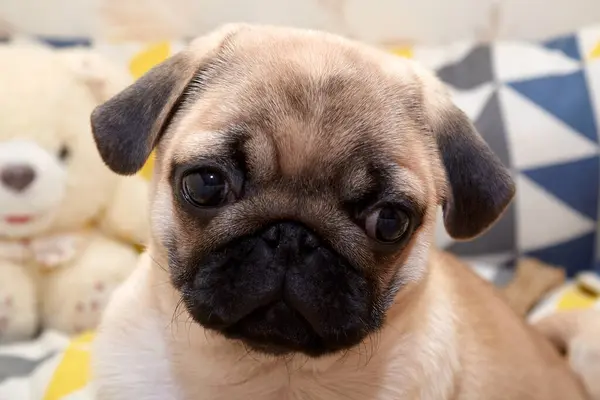 Cupcake adında bir köpek yavrusu..