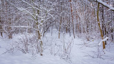 Ormanın çalılıkları tamamen karla kaplıydı.