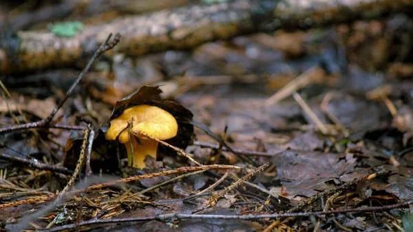 Un pequeño hongo cantarela crece entre espinas caídas cubiertas con una hoja de abedul — Foto de Stock