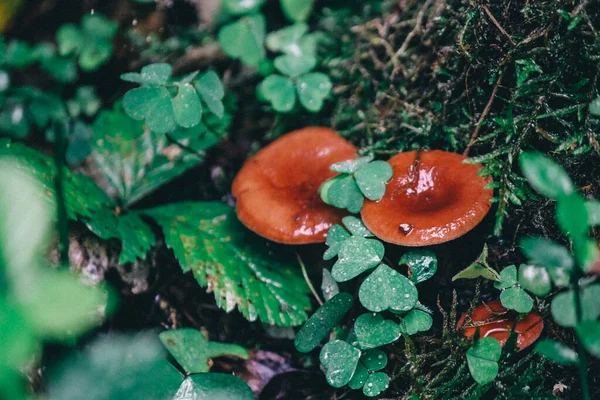 Two russula mushrooms growing between the blades of clover — Stock Photo, Image