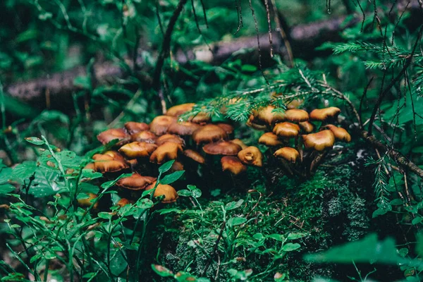 Pequeños hongos pelirrojos que crecen en un grupo en un tocón de musgo — Foto de Stock