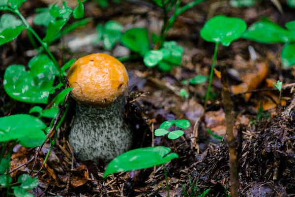 Pequeño boletus fuerte seta entre las hojas de trébol — Foto de Stock