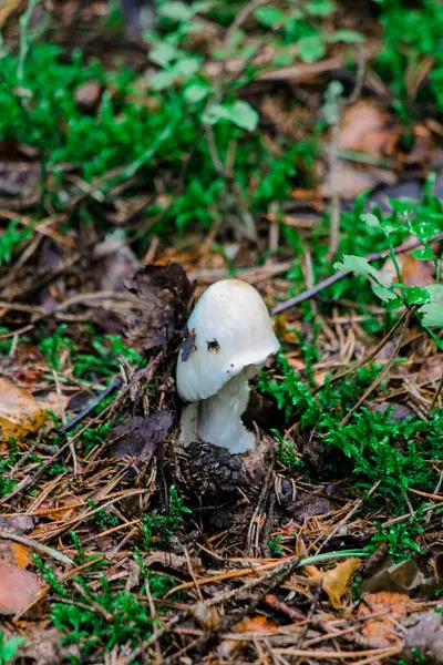 Setas pequeñas que crecen en musgo verde — Foto de Stock