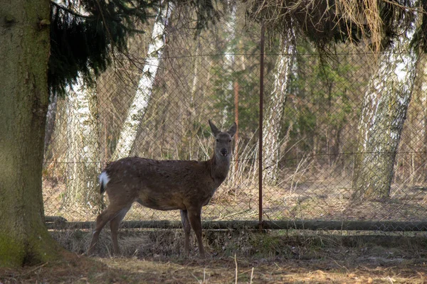 A small roe deer stands under a tree against the backdrop of a mesh fence