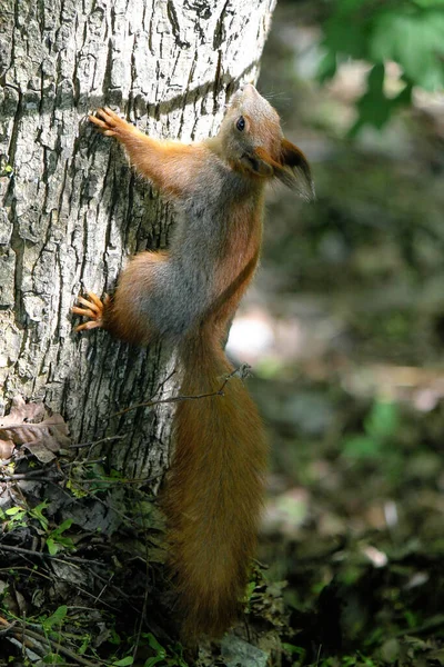 Red squirrel climbs a tree on a summer day in the sun — Stock Photo, Image