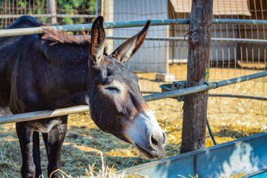 Eşek kameraya gülümsüyor, gözlerini dikmiş, kulaklarını dikmiş.