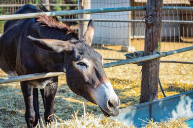 Eşek kameraya gülümsüyor, gözlerini dikmiş, kulaklarını dikmiş.