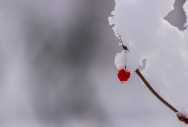 Beyaz kar tabakasının altındaki bir dala asılı bir damla suyla kırmızı rowan üzümü.