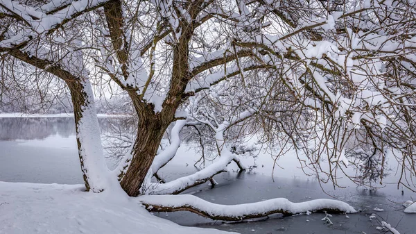 Sprawling tronco de uma árvore que cresce na costa de um lago, coberto com uma camada de neve de neve branca intocada — Fotografia de Stock