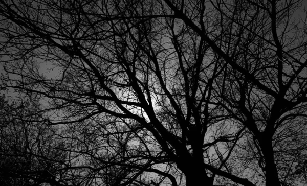 The sun shines through the branches of a tree black and white shot — Stock Photo, Image