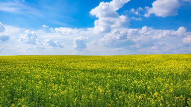Üzerinde beyaz sirrus bulutları olan mavi gökyüzü olan sarı buğday tarlası.