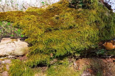 Büyük yeşil yosun kolonisi, ağaçta yosun.