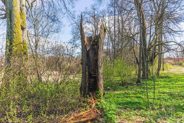 Grand arbre mort sec, avec un tronc creux séché en forme de couronne — Photo