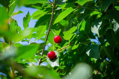 Olgun kirazların kırmızı meyveleri güneşin altındaki yaprakların arasında asılı duruyor.