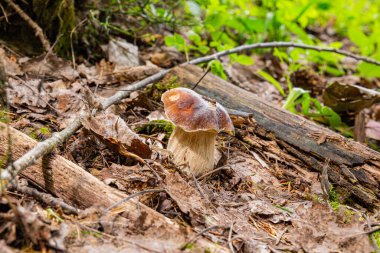 Ormandaki yaprakların altında büyüyen küçük bir boletus. 