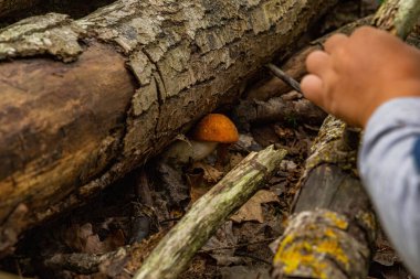 Bir çocuk devrilmiş bir ağacın altında saklanmış küçük bir mantar topluyor.