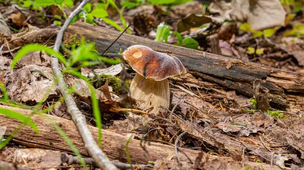 Ein kleiner Steinpilz wächst unter den Blättern im Wald — Stockfoto