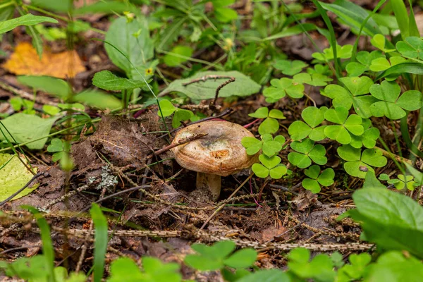Una pequeña russula que crece debajo de las hojas en el bosque — Foto de Stock