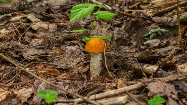 Un boletus pequeño que crece debajo de las hojas en el bosque — Foto de Stock