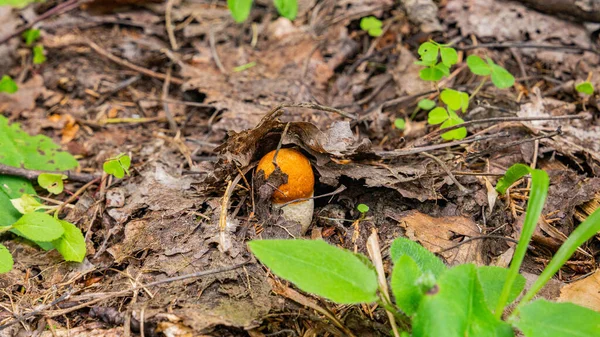 Ormandaki yaprakların altında büyüyen küçük bir boletus. 