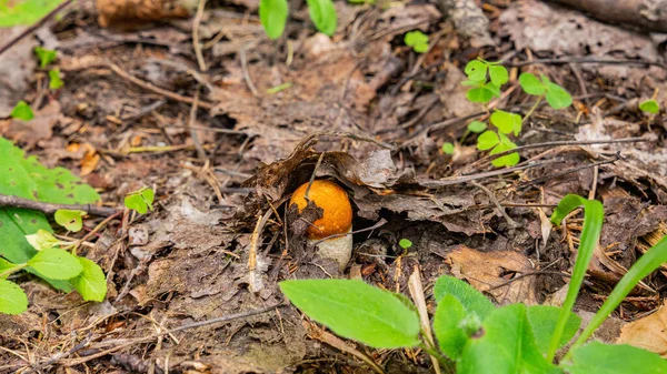 Маленький котелок, растущий из-под листьев в лесу. — стоковое фото
