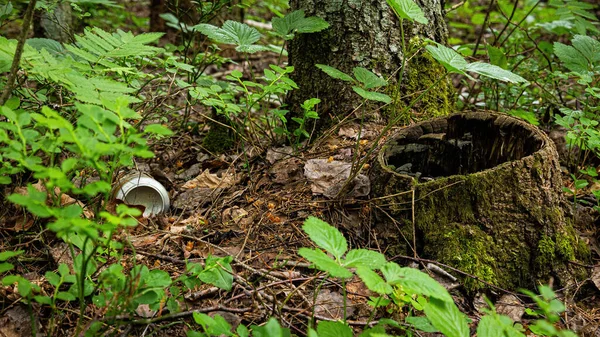 Uma lata está deitada ao lado de um toco na floresta. O problema da poluição ambiental e da ecologia — Fotografia de Stock