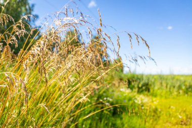 Yellow grass on a background of blue sky and green field