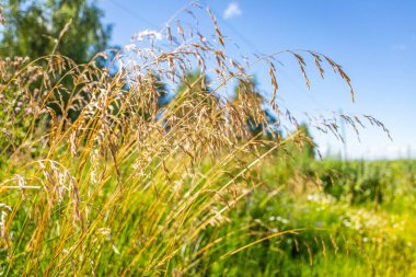 Yellow grass on a background of blue sky and green field