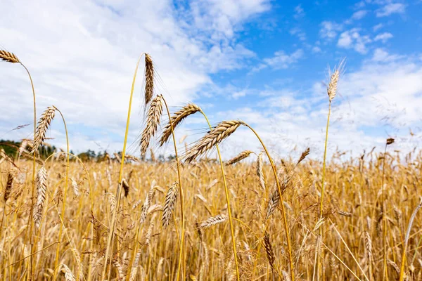 A field with large ears of wheat and a blue sky above it with large clouds