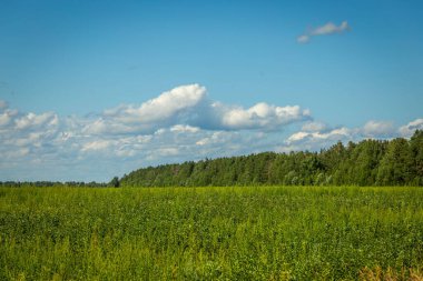 Green grass field and blue sky with beautiful clouds