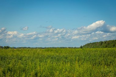 Green grass field and blue sky with beautiful clouds