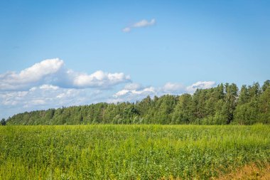 Green grass field and blue sky with beautiful clouds