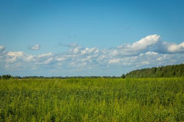 Green grass field and blue sky with beautiful clouds