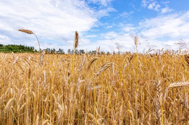 A field with large ears of wheat and a blue sky above it with large clouds