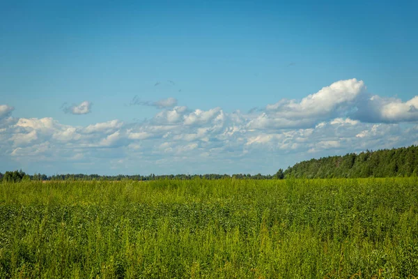 Green grass field and blue sky with beautiful clouds — Photo