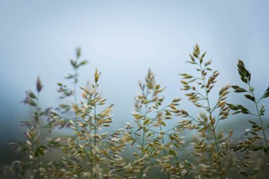 Yakınlarda otlar büyüyor, genişliyor ve kabarık, yakın çekim