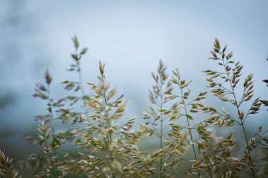 Yakınlarda otlar büyüyor, genişliyor ve kabarık, yakın çekim