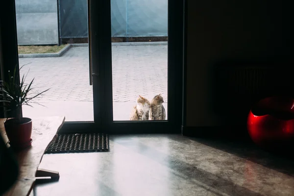 看着窗外的两只猫 — 图库照片