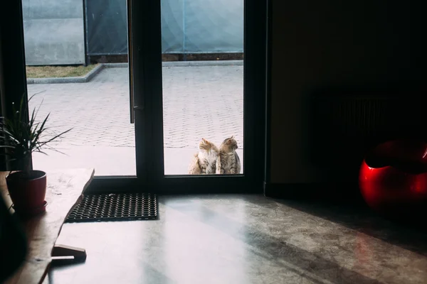 Two cats looking out the window