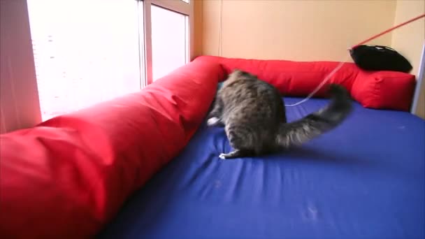 Katze spielt mit Seil — Stockvideo