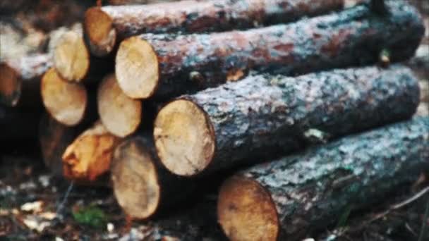 Är en hel del av beskärning av träd i skogen — Stockvideo