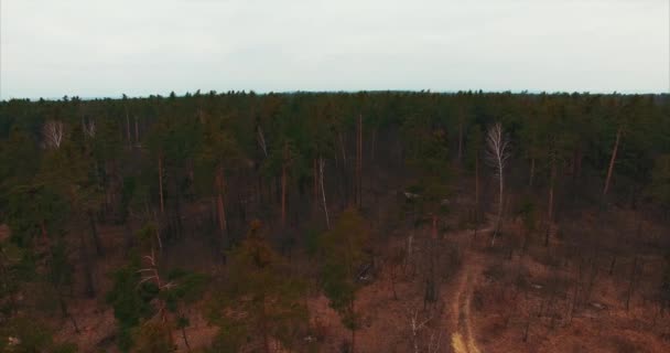 Aterrizando en el suelo cerca de un dron de árbol — Vídeo de stock