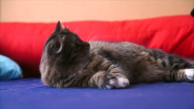 İp ile oynayan kedi