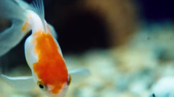 Goldfische schwimmen im Wasser aus nächster Nähe — Stockvideo