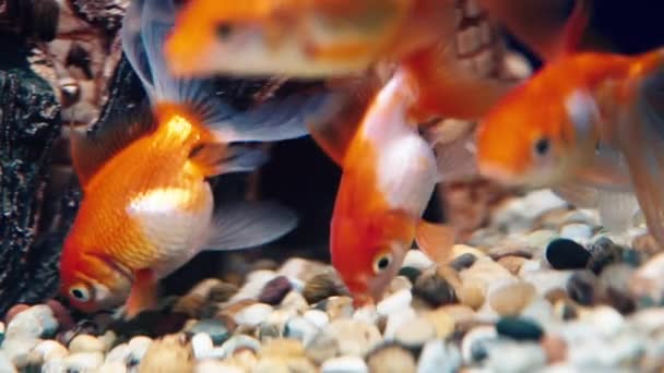 Manger du poisson rouge dans l'aquarium 