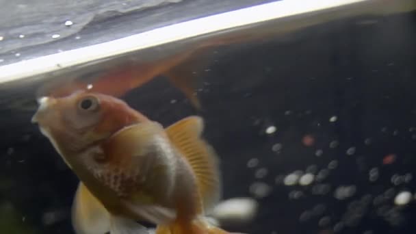 Поедание золотых рыбок в аквариуме — стоковое видео