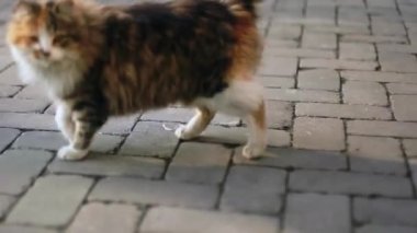 Kırmızı kedi yürüyüş ve çerçeve seyir