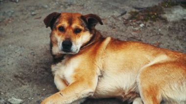 Büyük köpek kafasını döner
