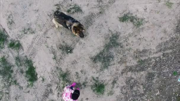 Hund geht spazieren und springt über Drohne — Stockvideo